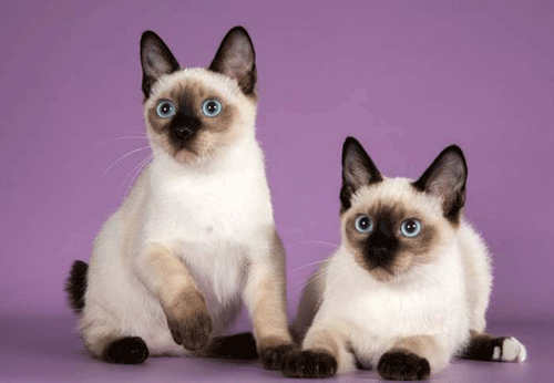 ����� ��������� ������ �����