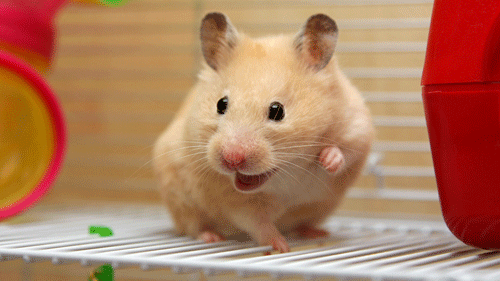 � ������� ���������� ����������� � ��������