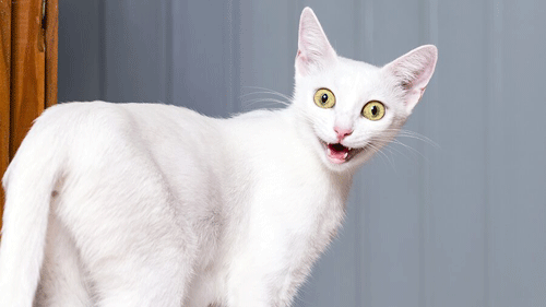 ��� ����� � ���������