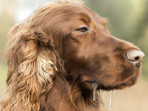 �������� � ��������